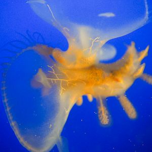Lion's Mane Nudibranch