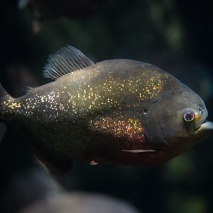 Red-Bellied Piranha