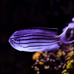 Lamarck's Angelfish (Male)