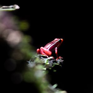 Phantasmal Posion Dart Frog