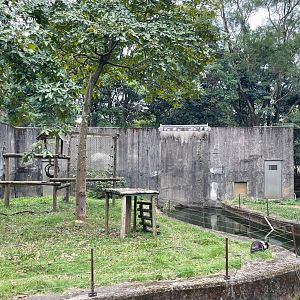 Collared Mangabey (Cercocebus torquatus) Enclosure