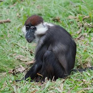 Collared Mangabey (Cercocebus torquatus)