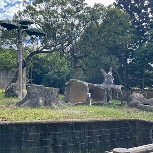 Bornean Orangutan (Pongo pygmaeus) Enclosure
