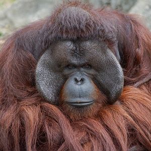 Bornean Orangutan (Pongo pygmaeus)