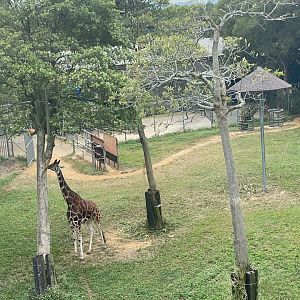 Giraffe Enclosure from Safari Train