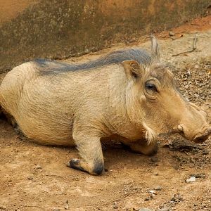 Common Warthog (Phacochoerus africanus)