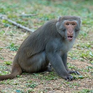 Formosan Rock Macaque (Macaca cyclopis)