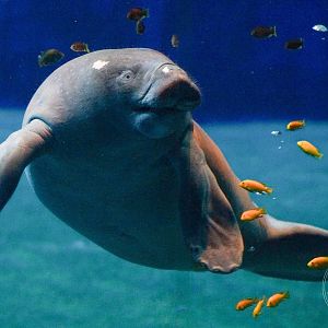 African Manatee (Trichechus senegalensis)