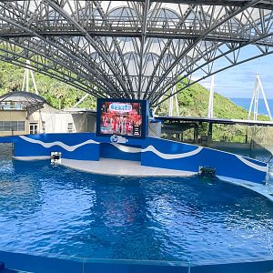 Dolphin Show Pool