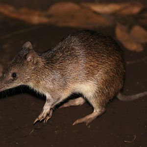 Raffray's bandicoot (Peroryctes raffrayana)