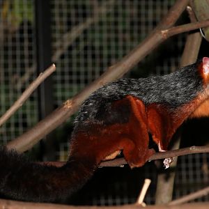 spotted giant flying squirrel (Petaurista elegans)