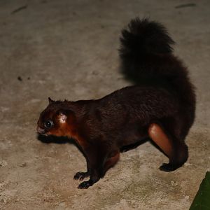 red giant flying squirrel (Petaurista petaurista)