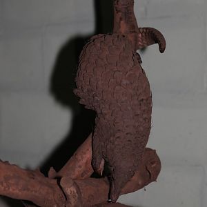 Sunda pangolin (Manis javanica)