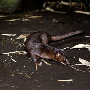 Indonesian mountain weasel (Mustela lutreolina)
