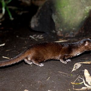 Indonesian mountain weasel (Mustela lutreolina)