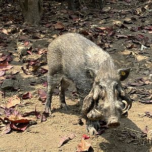 Javan Warty Pig (off-show)