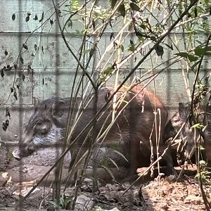 Bawean Warty Pig (off-show)