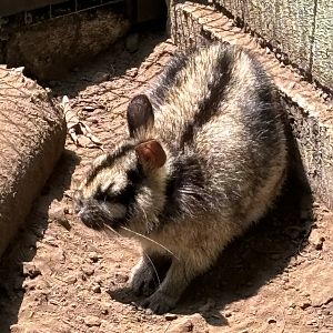 Sumatran Striped Rabbit (off-show)