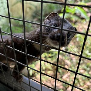 Indonesian Mountain Weasel (off-show)