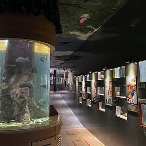 Aquarium Tanks