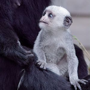 Baby Colobus Monkey