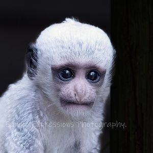 Baby Colobus Monkey