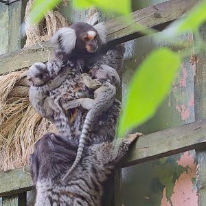 Common Marmoset and twins