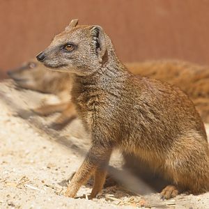 Yellow Mongoose
