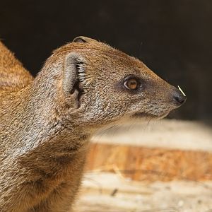 Yellow Mongoose