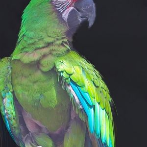 Military Macaw
