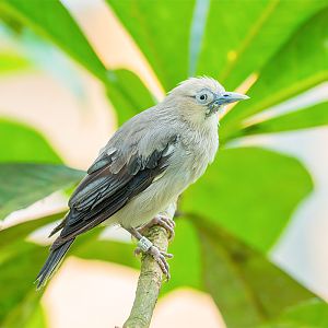 White-Shouldered Starling (Sturnia Sinensis)