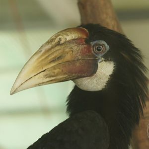 Blyth's Hornbill (Rhyticeros plicatus)