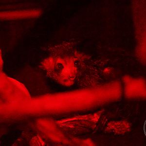 Aye-Aye (Daubentonia madagascariensis)