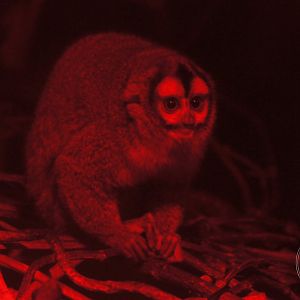 Azara's Night Monkey (Aotus azarae)