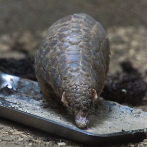 Chinese Pangolin (Manis pentadactyla)