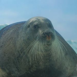 Bearded Seal (Erignathus barbatus)