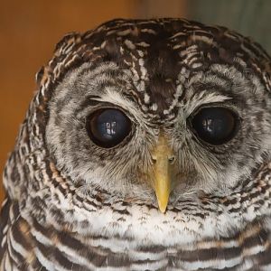 Strix rufipes x chacoensis?