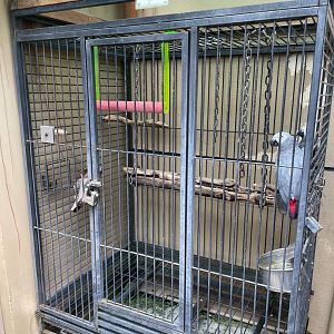 African Grey Parrot for sale