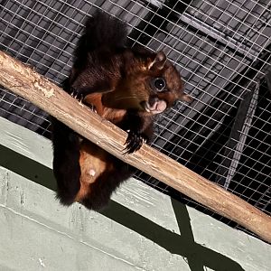East Javan Red Giant Flying Squirrel (off-show)
