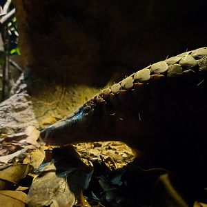 Sunda Pangolin (Manis Javanica)