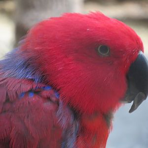 Eclectus parrot