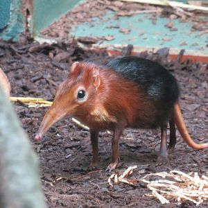 Black-and-rufous sengi