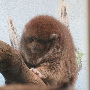 Bolivian grey titi