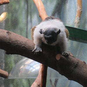 Pied tamarin