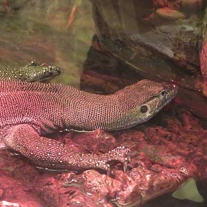 Merten's water monitor