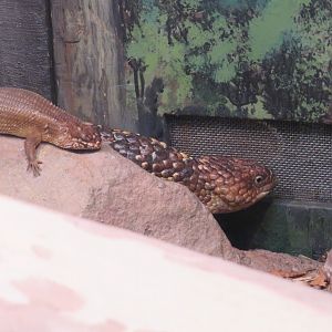 Hosmer's skink and shingleback skink