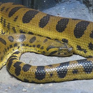 Green anaconda