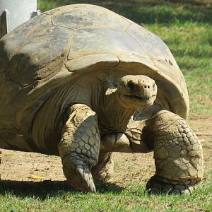 Galapagos tortoise
