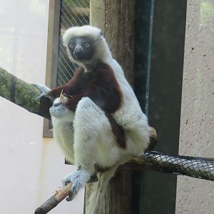 Coquerel's sifaka
