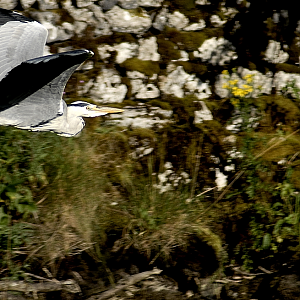 Grey Heron - Malham Cove 2024